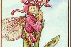 a9ea927d110c3a5d8470d18c7b4d254a--cicely-mary-barker-flower-fairies (Copy)