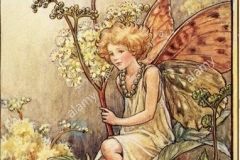 flower-fairies-illustration-by-cicely-mary-barker-the-queen-of-the-DGX3JB (Copy)