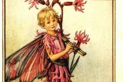 ragged-robin-flower-fairy-print-cicely-mary-barker (Copy)